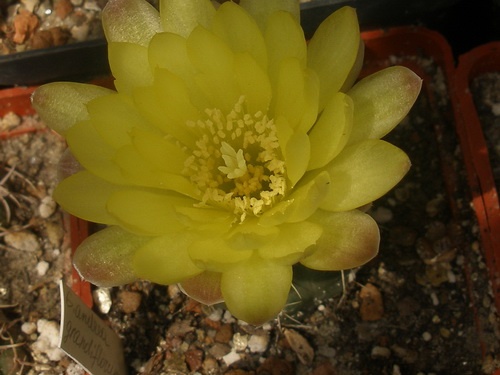 Gymnocalycium andreae