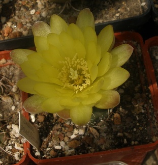 Gymnocalycium andreae