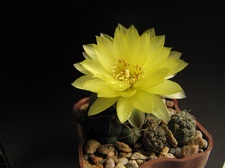 Gymnocalycium  andreae GP66