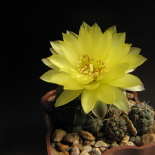 Gymnocalycium  andreae GP66