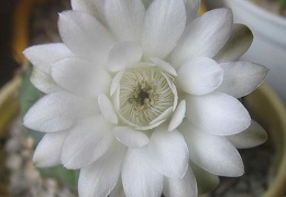 Gymnocalycium anisitsii