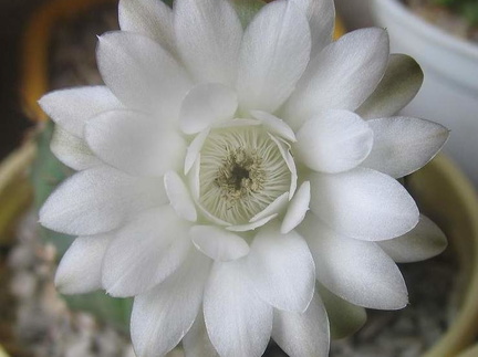 Gymnocalycium anisitsii