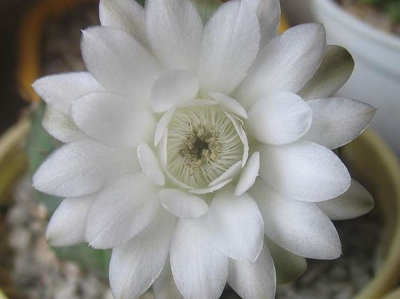 Gymnocalycium anisitsii