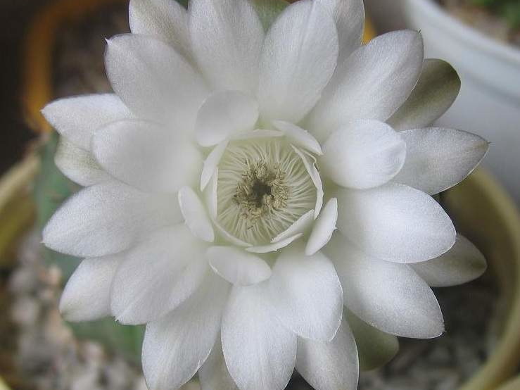 Gymnocalycium anisitsii