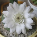 Gymnocalycium anisitsii