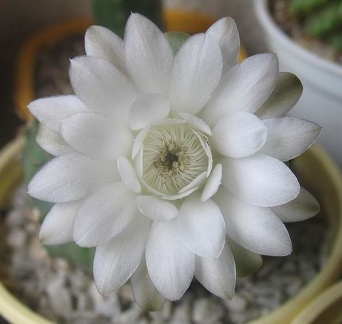 Gymnocalycium anisitsii
