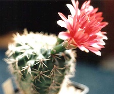 Gymnocalycium baldianum