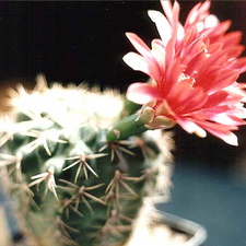 Gymnocalycium baldianum