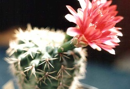 Gymnocalycium baldianum