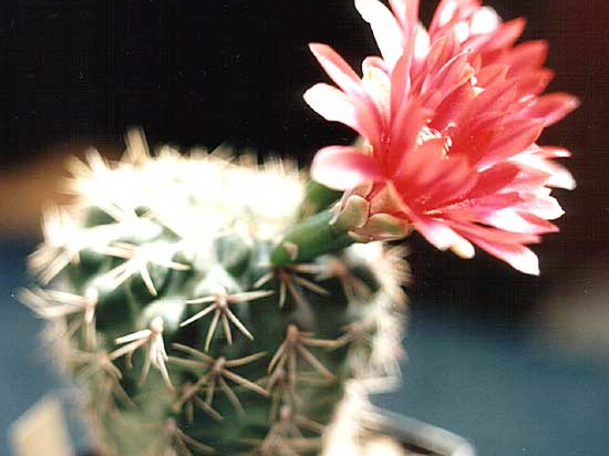 Gymnocalycium baldianum