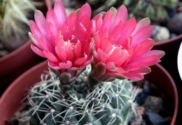 Gymnocalycium baldianum3