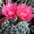 Gymnocalycium baldianum3