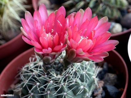 Gymnocalycium baldianum3