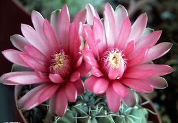 Gymnocalycium baldianum 1