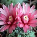 Gymnocalycium baldianum 1