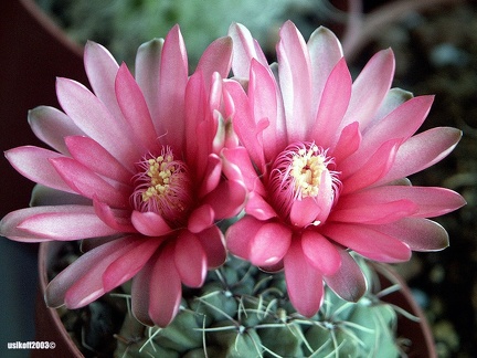 Gymnocalycium baldianum 1