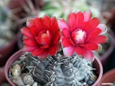Gymnocalycium baldianum 2