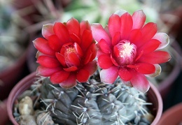 Gymnocalycium baldianum 2