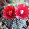 Gymnocalycium baldianum 2