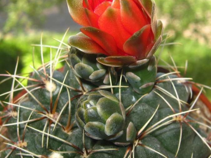 Gymnocalycium baldianum B FG