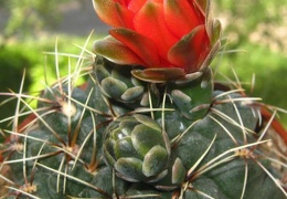 Gymnocalycium baldianum B FG