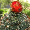Gymnocalycium baldianum B FG (2212 відвідувань) Gymnocalycium baldianum B FG