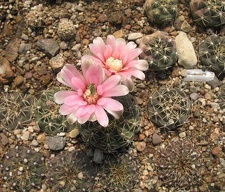 Gymnocalycium baldianum VG 067 Sam FG