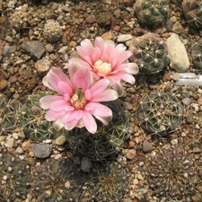 Gymnocalycium baldianum VG 067 Sam FG