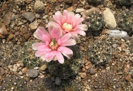 Gymnocalycium baldianum VG 067 Sam FG