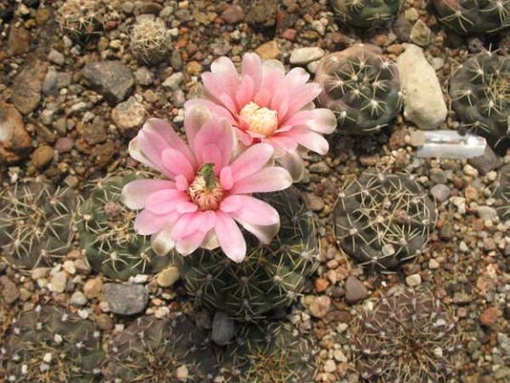 Gymnocalycium baldianum VG 067 Sam FG