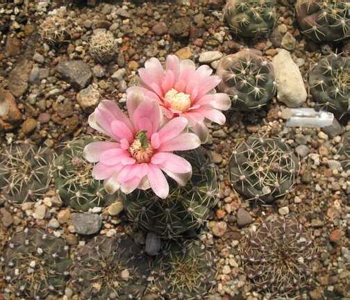 Gymnocalycium baldianum VG 067 Sam FG