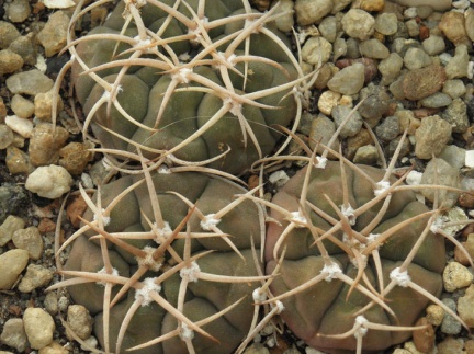 Gymnocalycium bayrianum