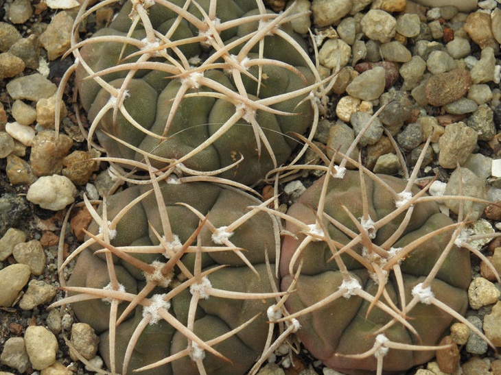 Gymnocalycium bayrianum