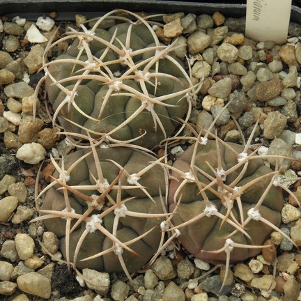 Gymnocalycium bayrianum