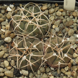 Gymnocalycium bayrianum