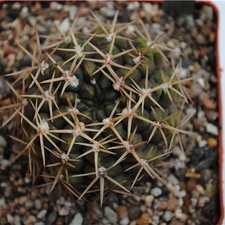 Gymnocalycium borthii WP 92-167-285