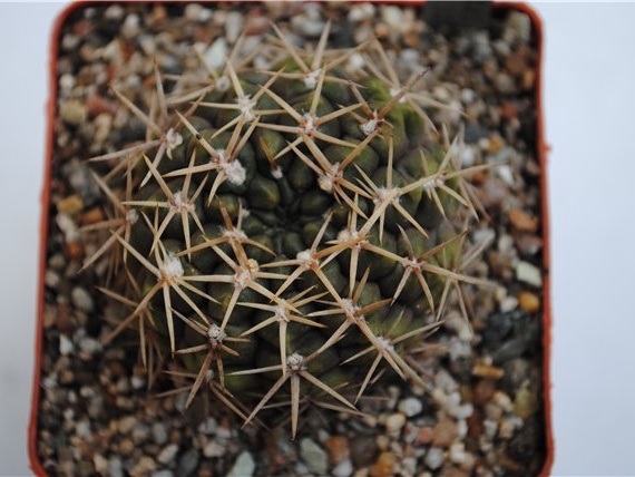 Gymnocalycium borthii WP 92-167-285