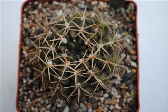 Gymnocalycium borthii WP 92-167-285