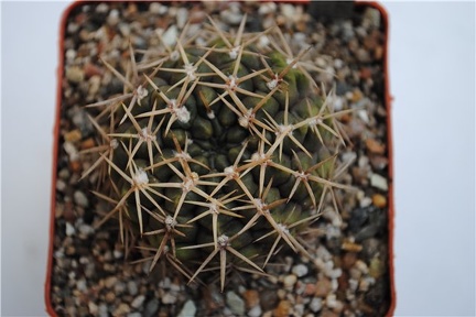 Gymnocalycium borthii WP 92-167-285