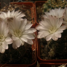 Gymnocalycium bruchii