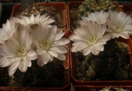 Gymnocalycium bruchii