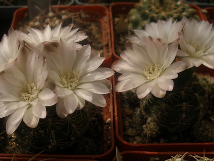 Gymnocalycium bruchii