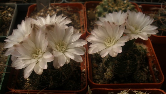 Gymnocalycium bruchii