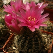 Gymnocalycium bruchii f.Red flower
