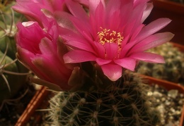 Gymnocalycium bruchii f.Red flower