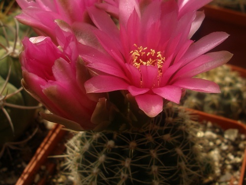 Gymnocalycium bruchii f.Red flower