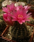 Gymnocalycium bruchii f.Red flower