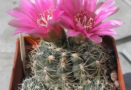Gymnocalycium bruchii f Red flower Ru FG