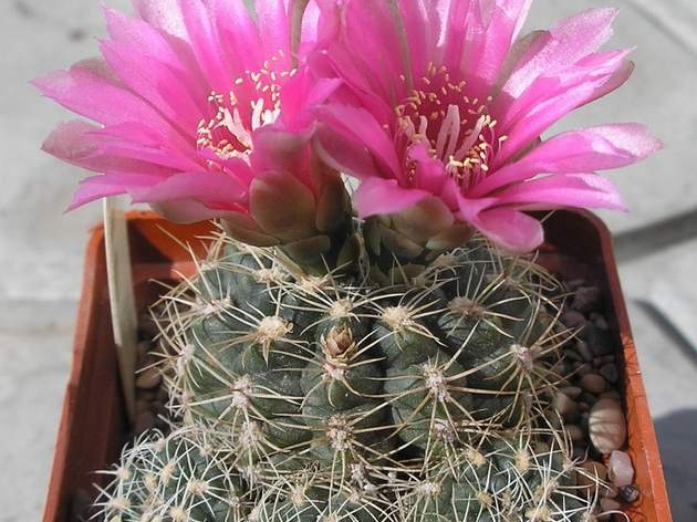 Gymnocalycium bruchii f Red flower Ru FG