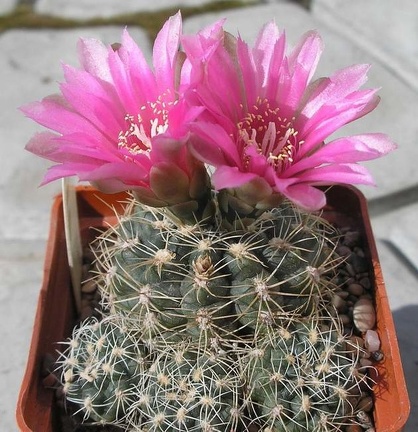 Gymnocalycium bruchii f Red flower Ru FG